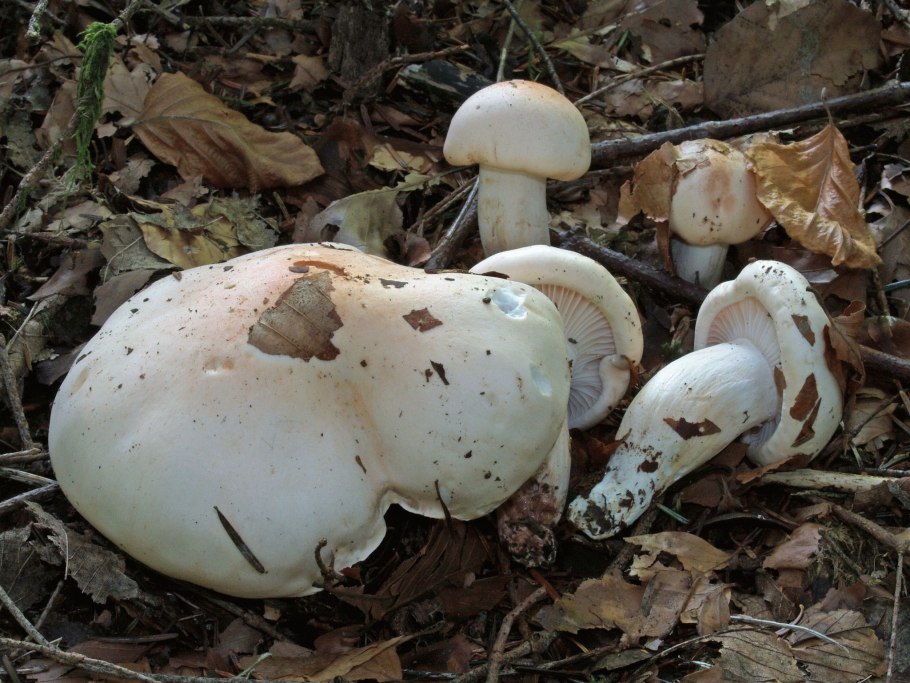 Гигрофор гриб съедобный