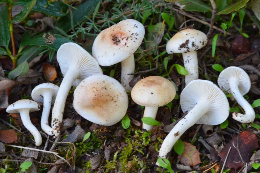 Гигрофор желтовато-белый