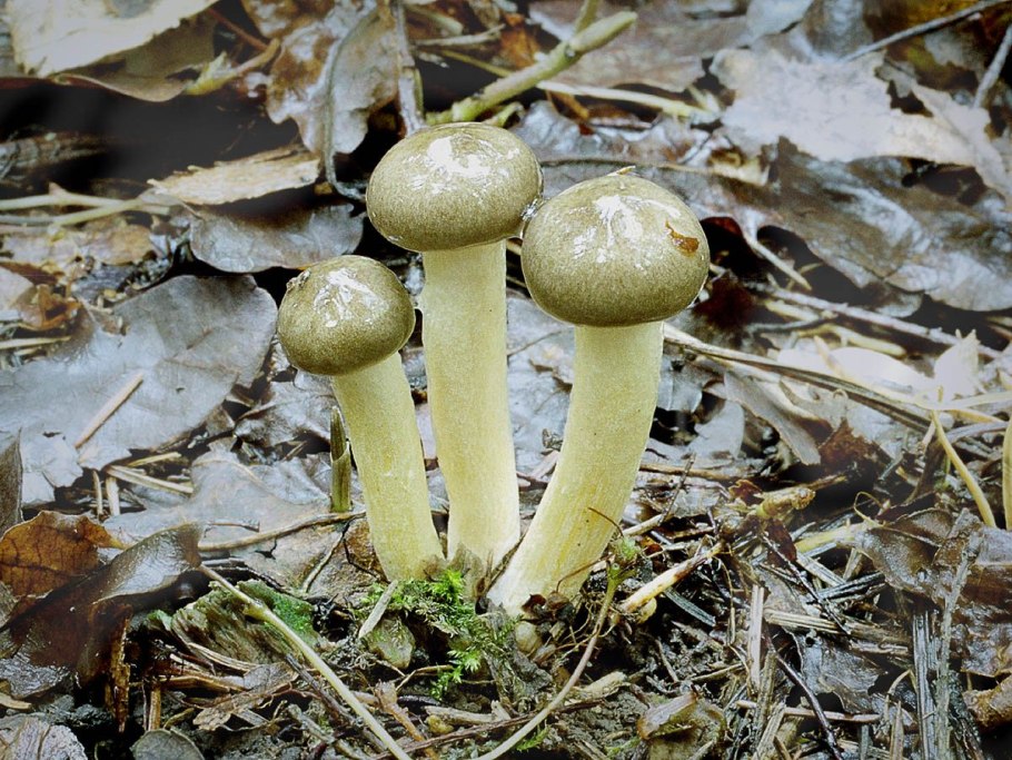 Гигрофор розовый