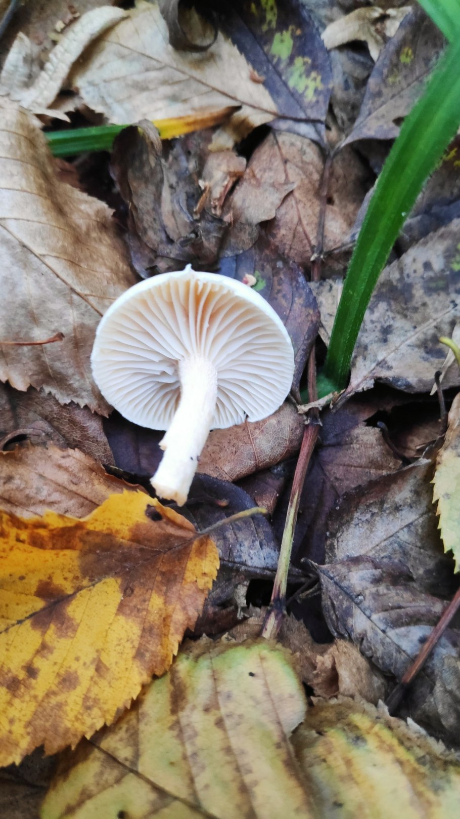 Гигрофор Журавушка гриб