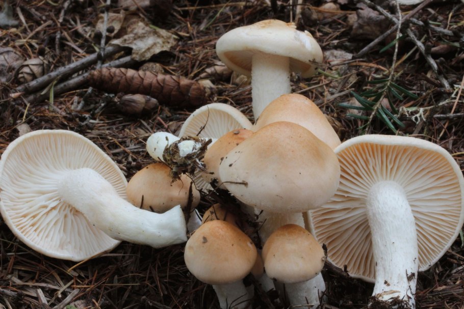 Гигрофор гриб съедобный