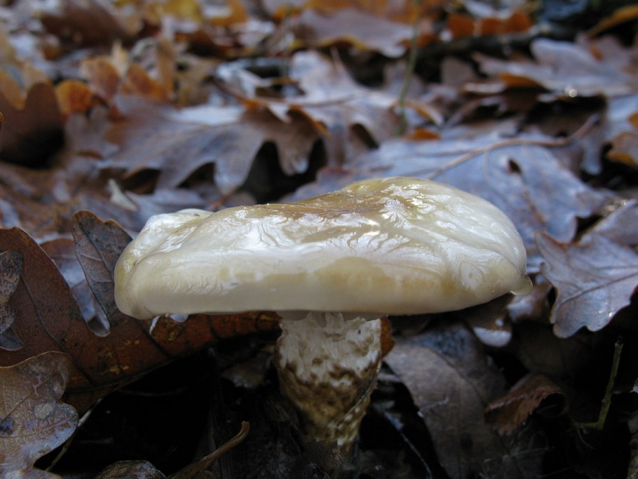 Гигрофор букововидный