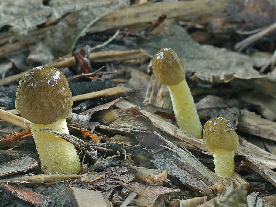 Гигрофор ранний