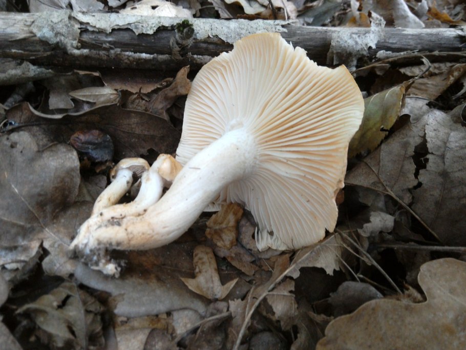 Грибы в Комарово