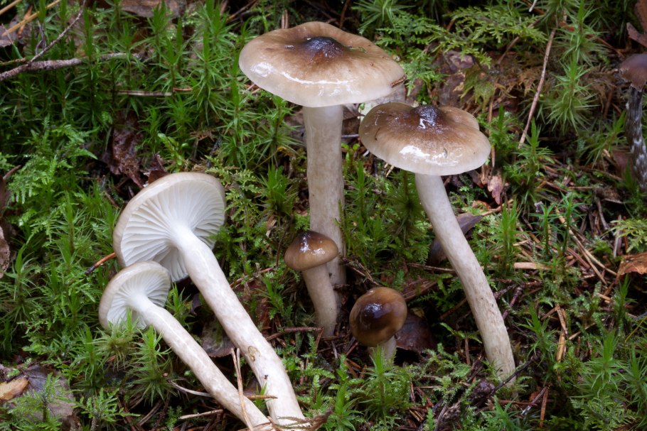 Hygrophorus olivaceoalbus