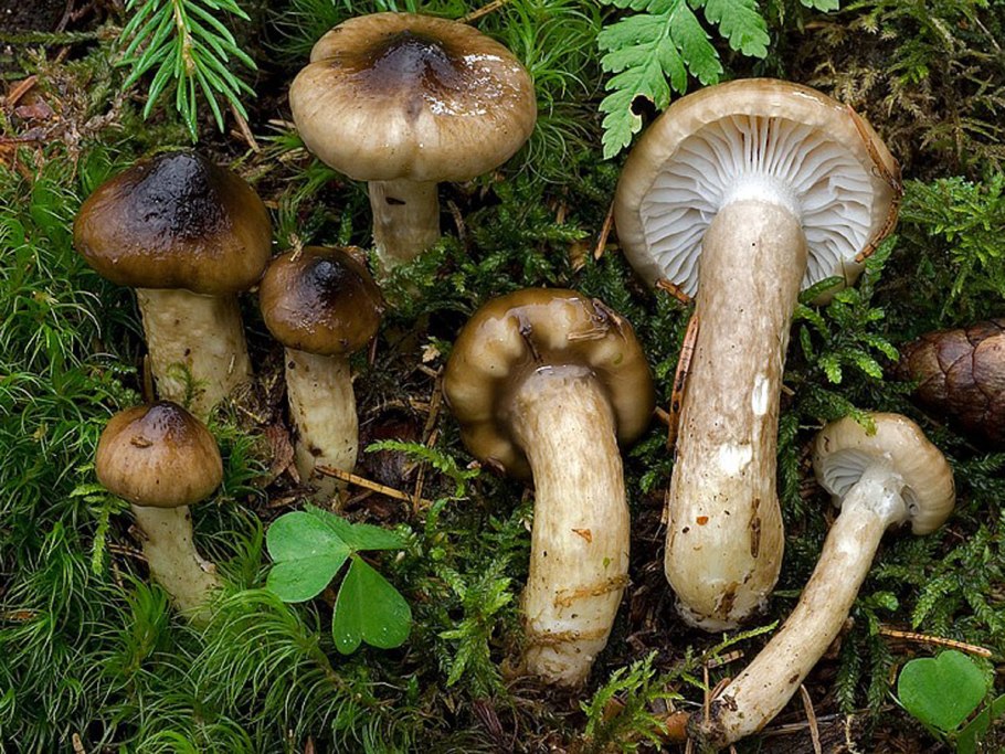 Гигрофор персона Hygrophorus persoonii