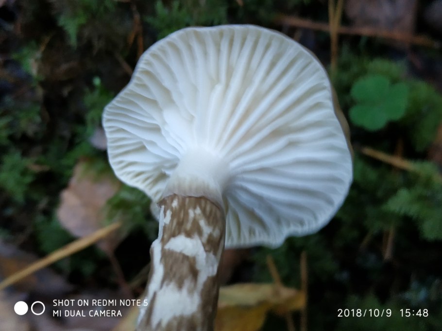 Гигрофор оливково-белый