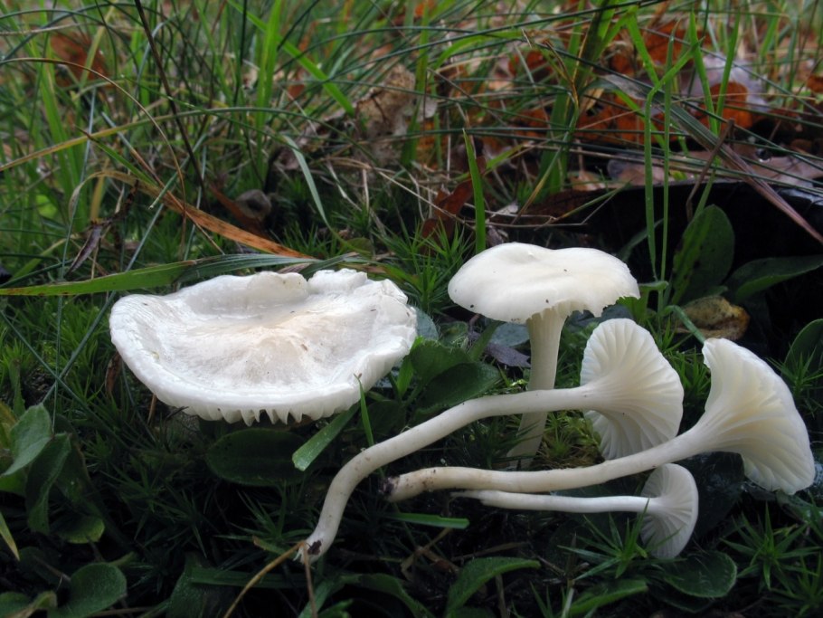 Гриб гигрофор Луговой