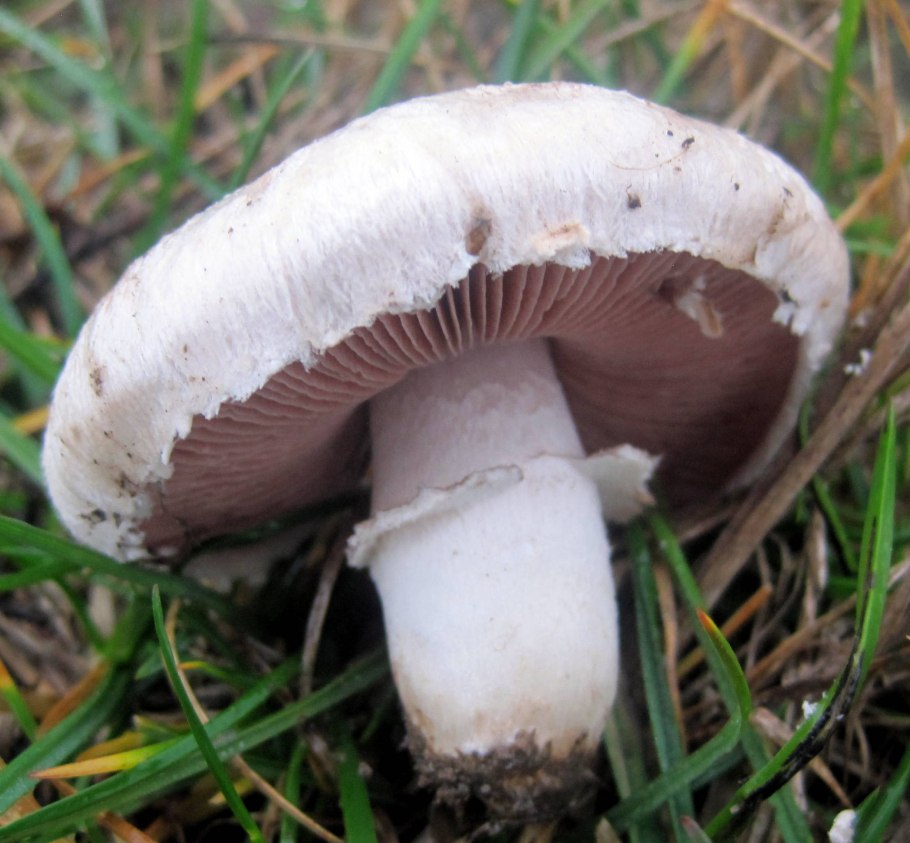 Шампиньон полевой Agaricus arvensis