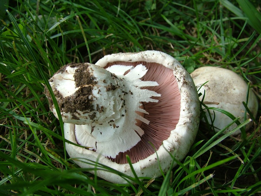 Шампиньон обыкновенный (Agaricus Campestris)