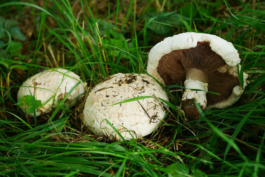 Agaricus arvensis Schaeff. — Шампиньон полевой