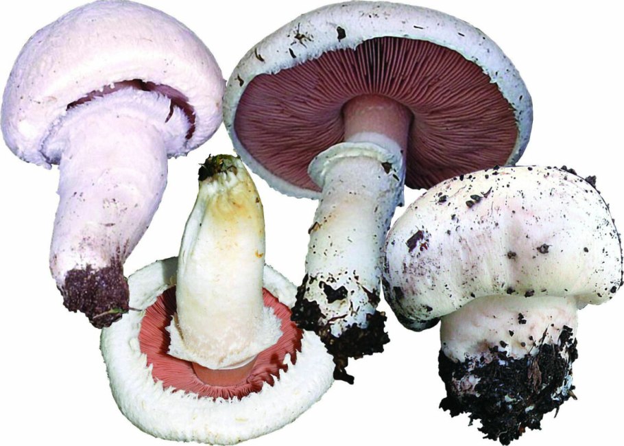 Шампиньон (Agaricus)
