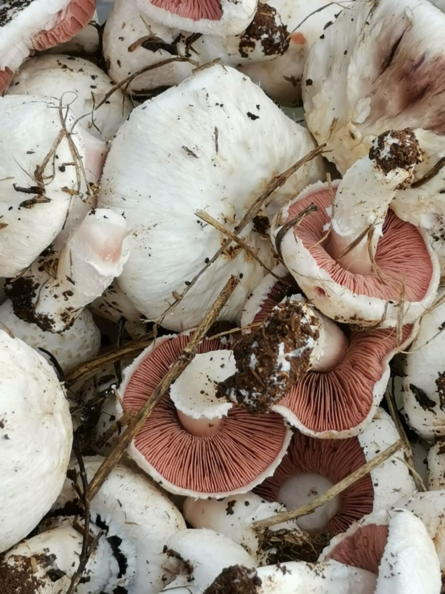 Печерица Луговой шампиньон