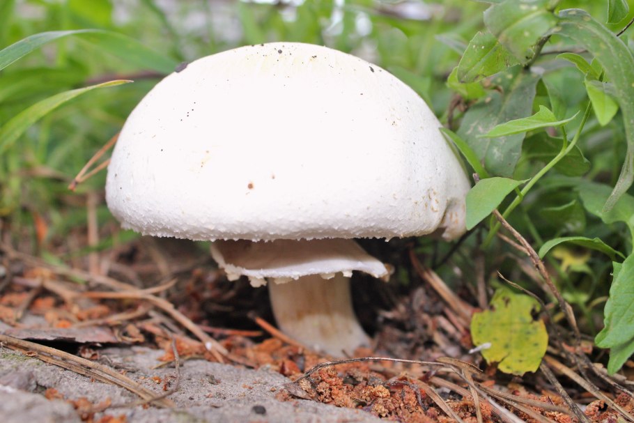 Шампиньон обыкновенный (Agaricus Campestris)