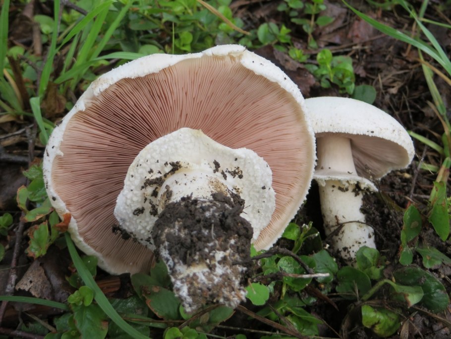 Шампиньон обыкновенный (Agaricus Campestris)