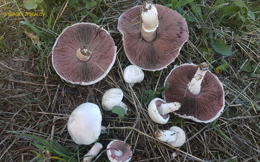 Шампиньон Луговой Agaricus Campestris