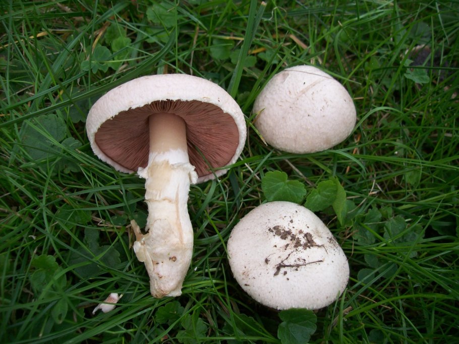 Шампиньон (Agaricus)