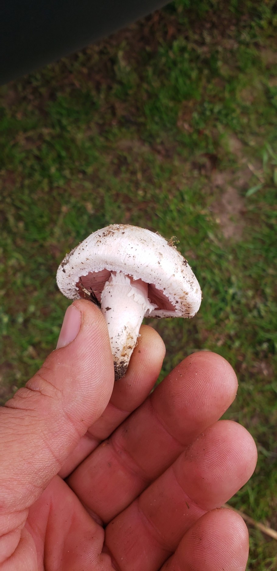 Печерица Луговой шампиньон