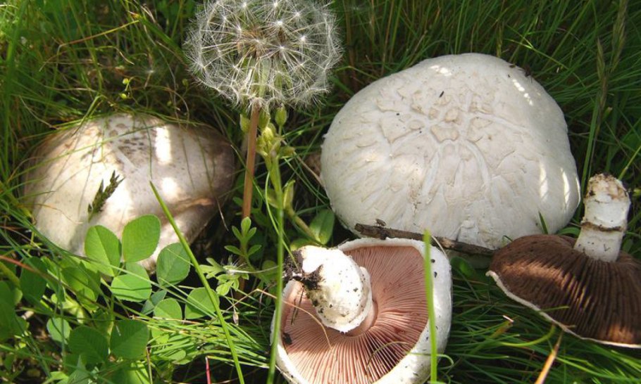 Шампиньон луговой agaricus campestris