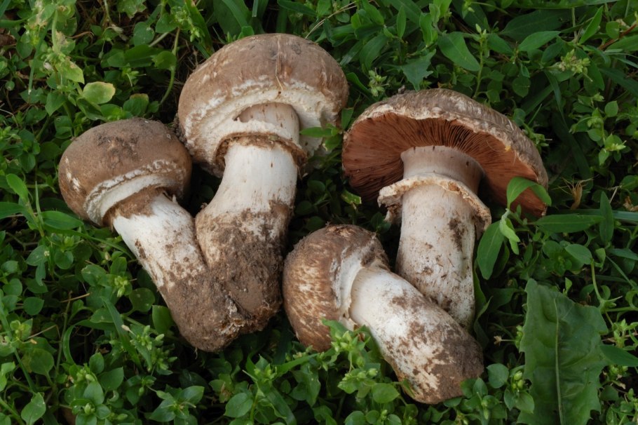 Шампиньоны луговые Самарской области