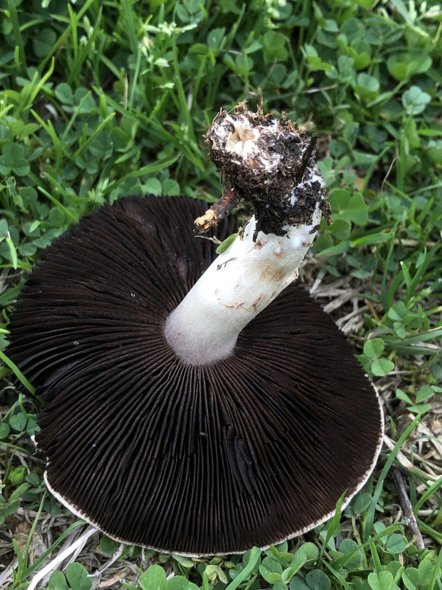 Шампиньон (Agaricus)