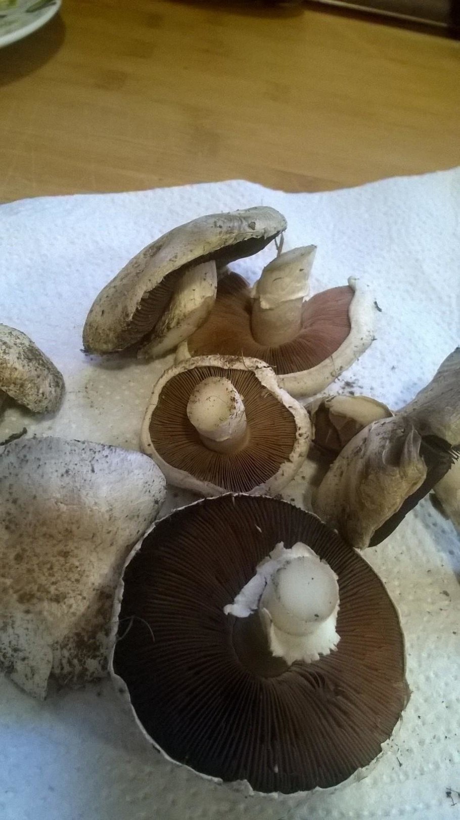 Шампиньон розовеет на срезе