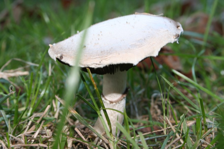 Шампиньон обыкновенный (Agaricus Campestris)