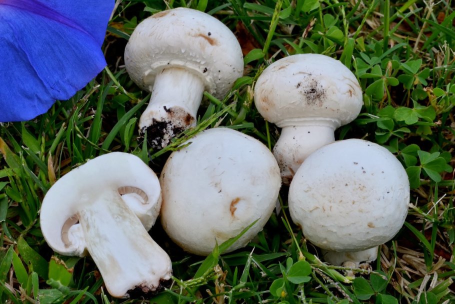 Шампиньон эссета (agaricus essettei)