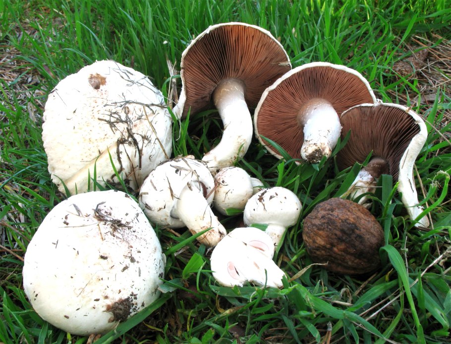 Шампиньон обыкновенный (Agaricus Campestris)