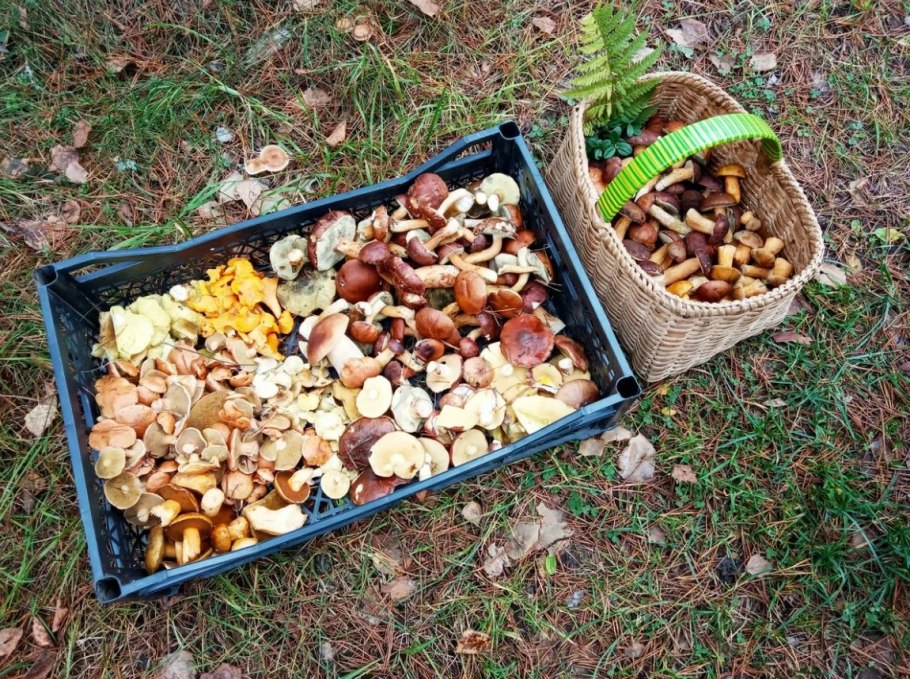 Опята в Подмосковье 2021 сейчас