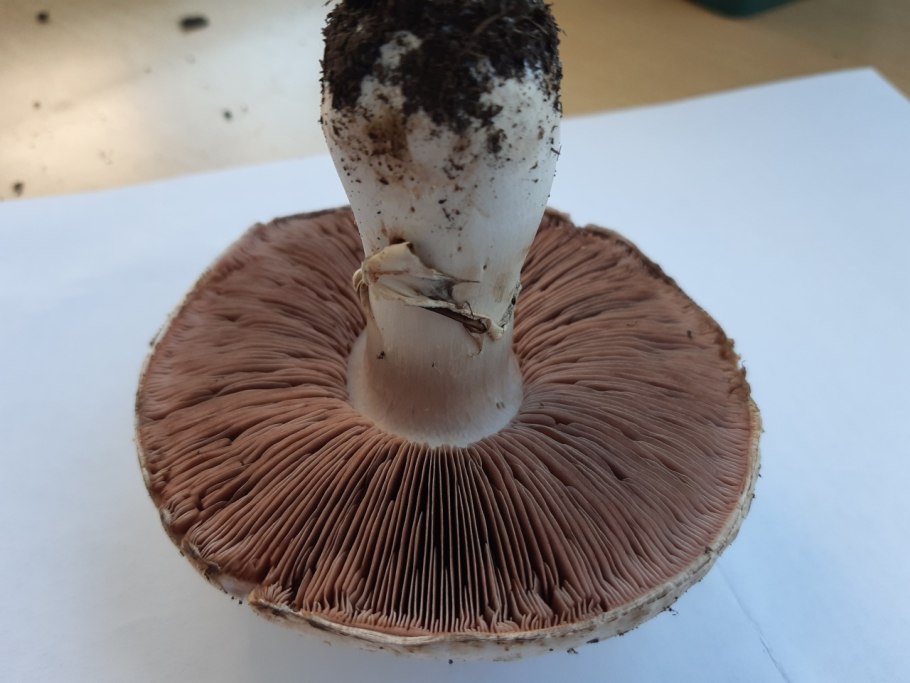 Шампиньон Луговой