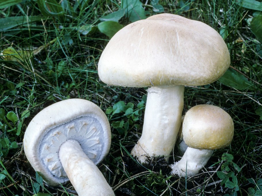 Шампиньон полевой agaricus arvensis