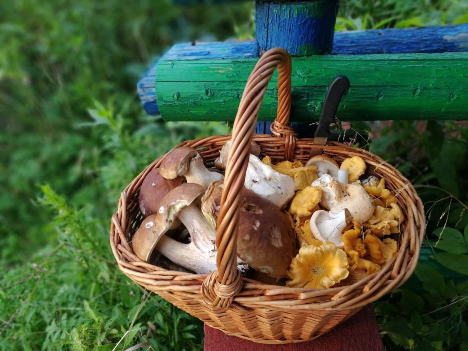 Грибы лисички, подберёзовик