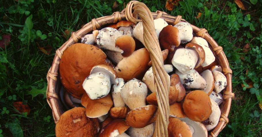 Отравился грибами