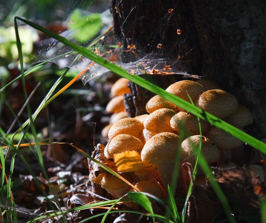 Лес грибы осень опята