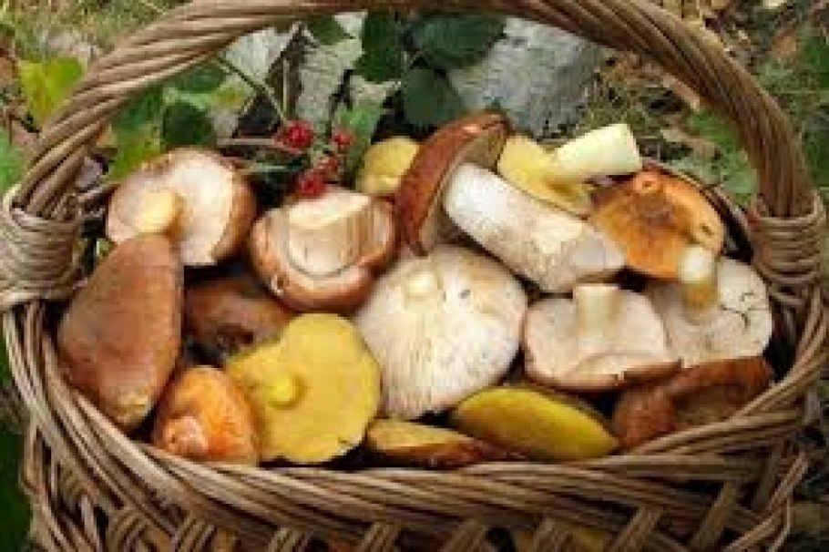 Корзина с грибами