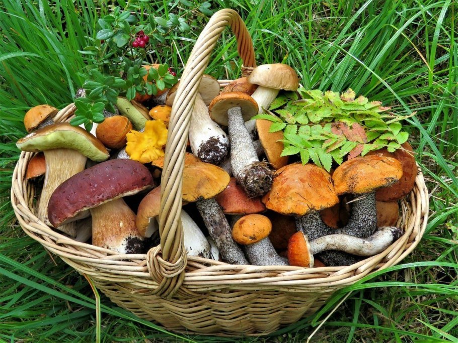 Грибное лукошко грибы