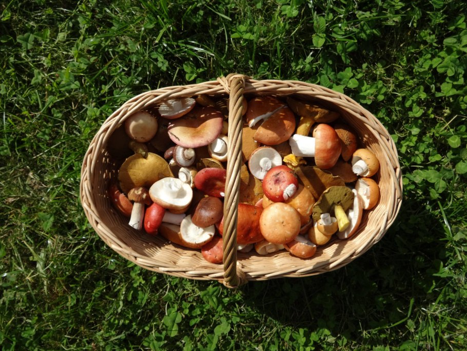 Корзина с грибами