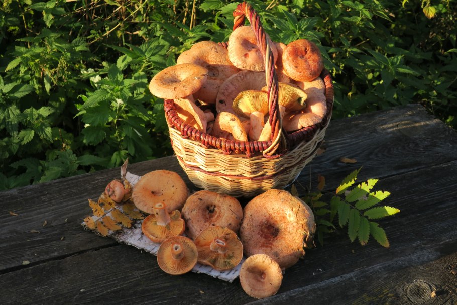 Грибы в лесу Подмосковья