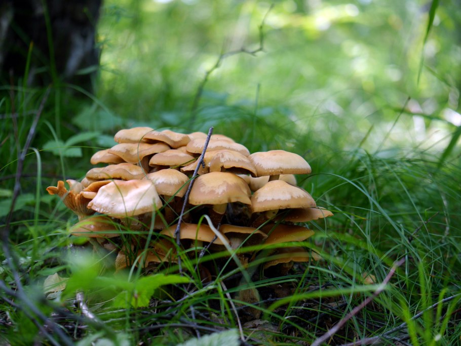 Июльские грибы