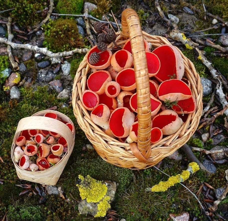 Грибы в Ленинградской области саркосцифа