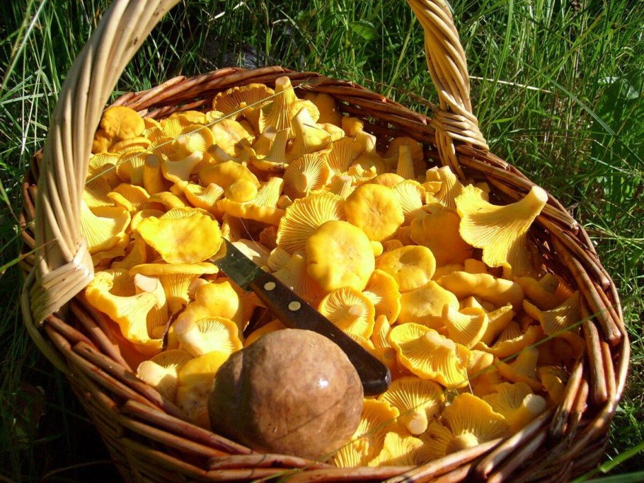 Грибы лисички в лесу