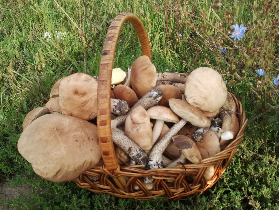 Собранные грибы