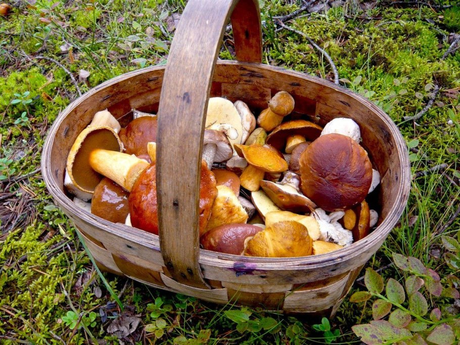 Съедобные грибы в лукошке