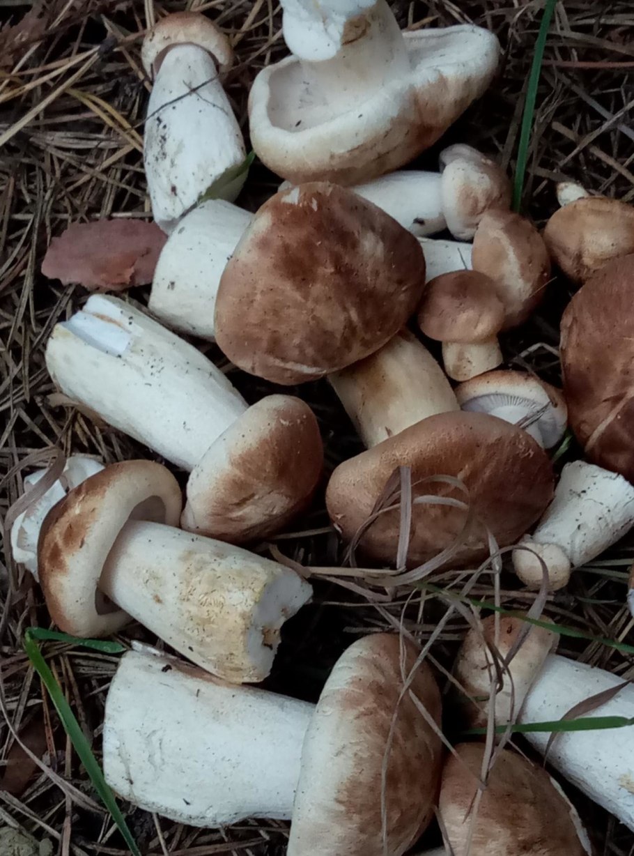 Алиса грибы рядовки