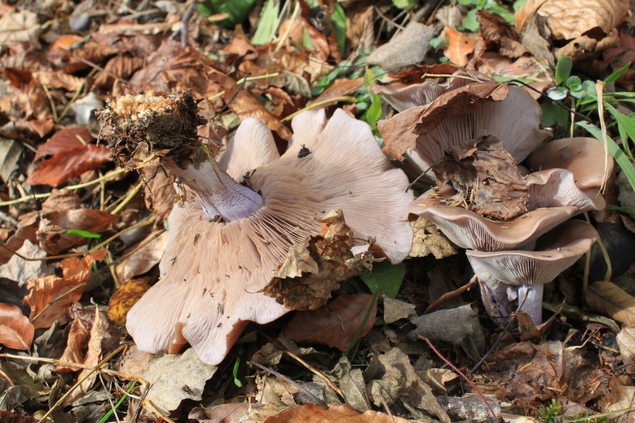 Гриб рядовка