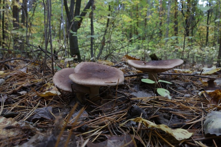 Гриб рядовка опоясанная