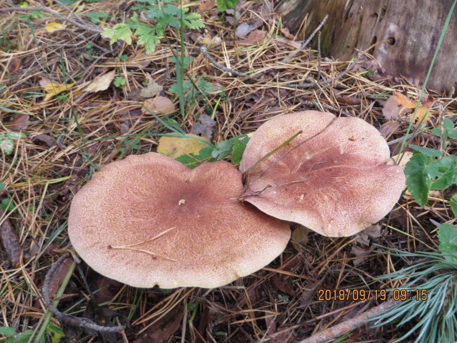 Грибы рядовки в Сосновом лесу