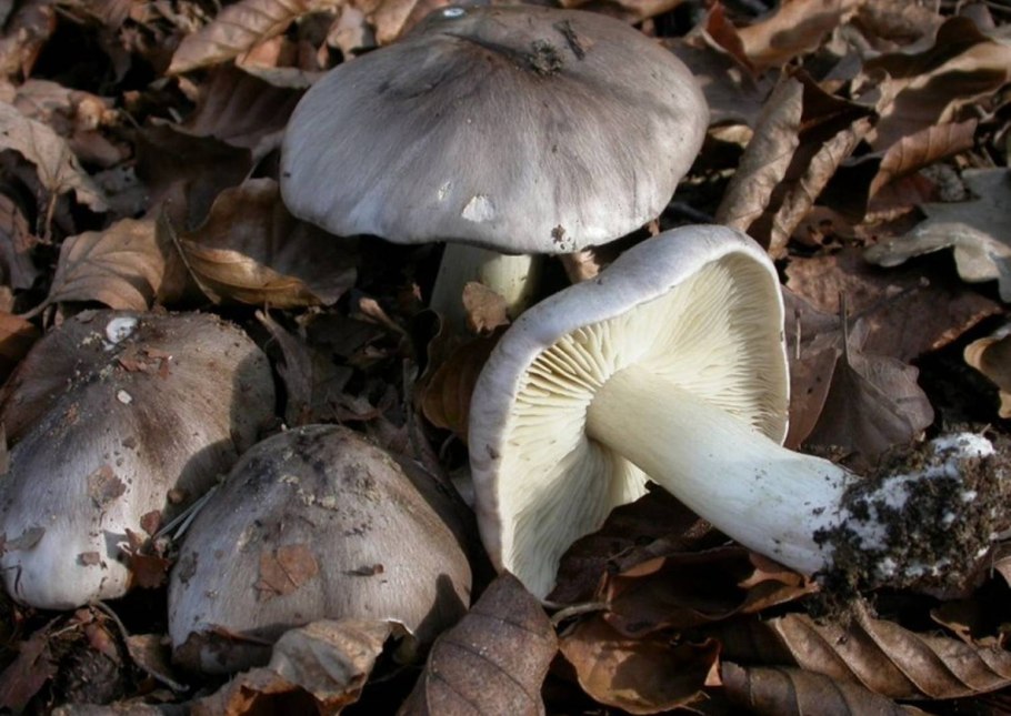 Tricholoma terreum