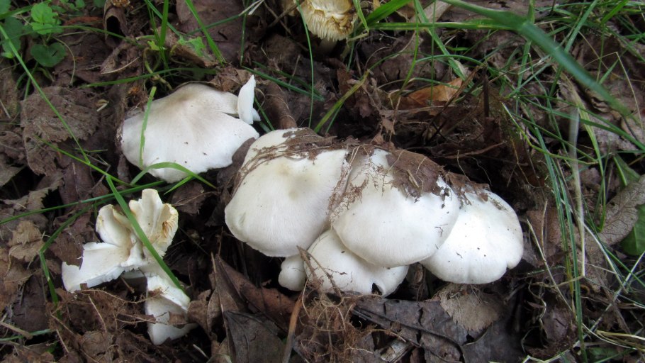 Рядовка волнисто-ножковая Tricholoma pessundatum